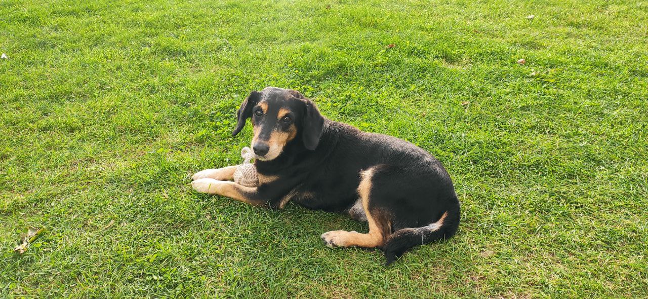 Der Hund